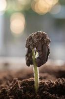 jung Kakao Baum Saat Start wachsend auf das Plantage. Konzept von Natur, Umfeld, und natürlich Umgebung Erhaltung. foto