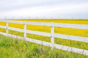 Blühen Gelb Blumen unter ein bedeckt Himmel im Texas. foto