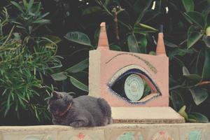 grau Vollblut- Katze Lügen auf das Rosa Mauer foto