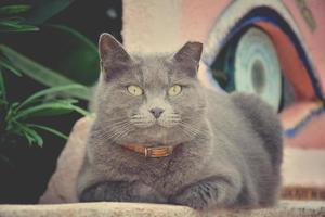 grau Vollblut- Katze Lügen auf das Rosa Mauer foto