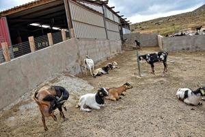 friedlich zähmen Ziege Tiere auf ein Bauernhof auf Kanarienvogel Insel fuertaventra foto