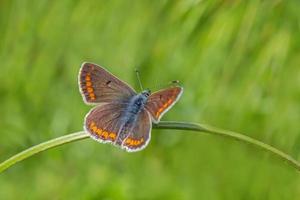 schließen oben von Lycaenidae Schmetterling Sitzung auf Klinge im Grün Gras foto