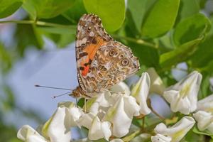 silbergewaschen Perlmutterfalter Schmetterling auf Weiß Akazie blühen foto