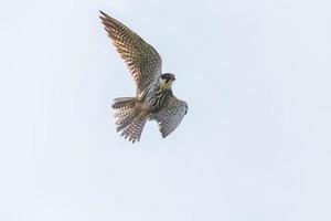 schließen oben von Falke fliegend im ein klar Himmel foto