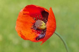 schließen oben von rot Mohn Blume gegen Grün Gras foto