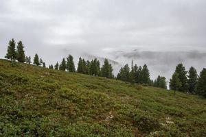 Berg Landschaft mit Berge im das Wolken auf ein Neigung. viele Grün Pflanzen auf das Boden, Nadelbäume wachsen. Nebel steigt an hoch. foto