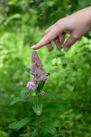 das Mädchen berührt das Trinkgeld von das Blume von ein rosafarben Pflanze im das Wald mit ein Finger. lange schön Nägel. Grün Blätter und Stengel. selektiv Fokus auf das Hand und Blume. foto