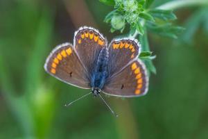 schließen oben von braun Lycaenidae Schmetterling im Gras foto