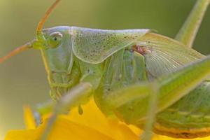 extrem schließen oben von Grün Heuschrecke auf Gelb Blume foto