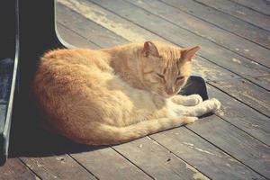 Ingwer obdachlos Katze Lügen unter ein Tabelle im ein Cafe im Spanien foto