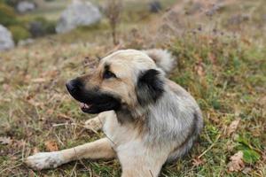 Hund draußen Lügen auf das Gras Reise Tier foto