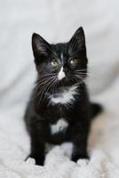 eine kleine schwarze katze mit weißen flecken sitzt auf dem sofa und schaut aufmerksam nach oben foto