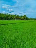 Landschaft Aussicht von Paddy Felder und Blau Himmel. foto