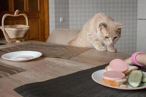 ein dreist schön rot Katze mit seine Familie sitzt beim das Tabelle im das Küche während Mittagessen und isst Mensch Essen, er will zu stehlen das Würstchen von das Platte. foto