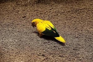 wenig Papagei Vogel Nahansicht im das Zoo foto