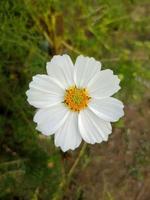 oben Nieder Aussicht und Nahansicht von ein Kosmos bipinnatus Blume ebenfalls bekannt wie Garten Kosmos oder Mexikaner Aster. acht Weiß Blütenblätter. foto