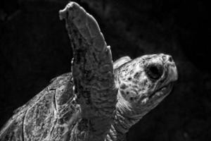 groß Meer Schildkröte Schwimmen im das Meer Wasser im das Aquarium beim das Zoo im Nahansicht foto