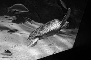 groß Meer Schildkröte Schwimmen im das Meer Wasser im das Aquarium beim das Zoo im Nahansicht foto