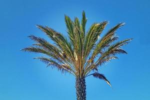 exotisch Palme auf das Hintergrund von Blau Himmel foto