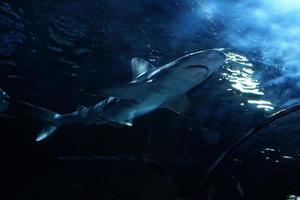 Haie Schwimmen im ein groß Aquarium beim das Tenerife Zoo im Spanien foto