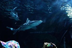 Haie Schwimmen im ein groß Aquarium beim das Tenerife Zoo im Spanien foto
