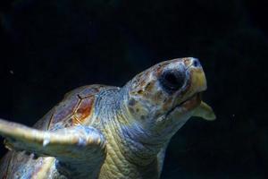 groß Meer Schildkröte Schwimmen im das Meer Wasser im das Aquarium beim das Zoo im Nahansicht foto