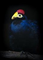 Ross Turaco im Zoo foto