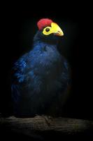 Ross Turaco im Zoo foto