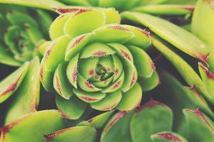 Grün Kaktus saftig Erstellen ein Original Hintergrund im Nahansicht foto