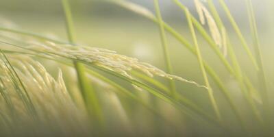 schließen oben von ein Reis Paddy ein Ernte von Fülle ai generiert foto