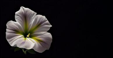 Weiß Petunie Blume im dunkel Hintergrund ai generiert foto