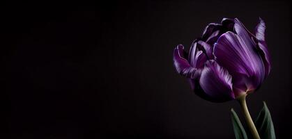 lila dunkel Tulpe Blume im schwarz Hintergrund foto
