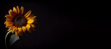 Sonne Blume im schwarz Hintergrund ai generiert foto