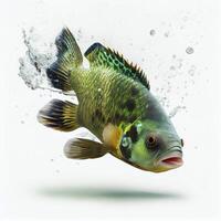 ein Ultra realistisch Grün Terror Buntbarsch Fisch Das springt durch planschen auf ein Weiß Hintergrund ai generiert foto