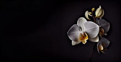 Weiß Orchidee Blume im dunkel Hintergrund ai generiert foto