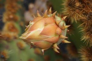 neugierig groß Grün Original Kaktus Blume blühenblühenblühen wachsend im das Garten schließen oben foto