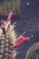 stachelig Kaktus mit Rosa Blumen im Nahansicht foto