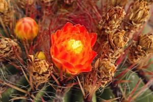 neugierig groß Grün Original Kaktus Blume blühenblühenblühen wachsend im das Garten schließen oben foto