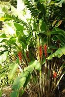 exotisch Blume wachsend im ein botanisch Garten auf das Spanisch Insel von Tenerife auf ein Sommer- warm sonnig Tag foto