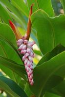 exotisch Blume wachsend im ein botanisch Garten auf das Spanisch Insel von Tenerife auf ein Sommer- warm sonnig Tag foto