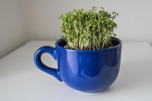 Zuhause Zucht von Grün Kresse im ein dunkel Blau Tasse zum Ostern foto