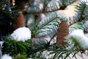 groß Kiefer Kegel auf das Baum bedeckt mit Schnee foto