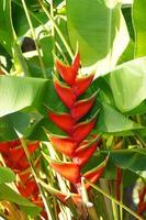 exotisch Blume wachsend im ein botanisch Garten auf das Spanisch Insel von Tenerife auf ein Sommer- warm sonnig Tag foto