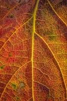 Hintergrund von ein bunt Herbst Blatt. Nahansicht foto