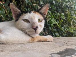 ein schließen oben von Kattun Katze foto