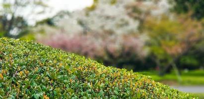 das Atmosphäre von das Osten Gardens von das Kaiserliche Palast im Tokyo im April foto