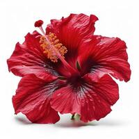 Hibiskus Blume Kopf auf Weiß Hintergrund, erstellt mit generativ ai foto