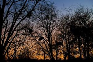 Sonnenuntergang Landschaft mit Blau und Orange Farben und Silhouetten von Bäume foto