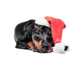 Pinscher Welpe in einer Weihnachtsmütze auf einem weißen Hintergrund foto