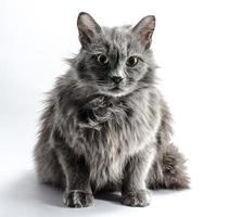 zottelige graue Katze auf weißem Hintergrund